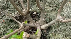 Saditi je duboko ili ne? Česta pogreška kod hortenzija koja može uništiti grm