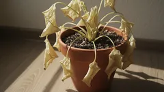 10 neočekivanih razloga zašto vaše biljke umiru unatoč vašoj njezi