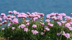 Najpotcjenjenija biljka za vrt: podnosi vjetar i sušu