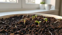 Sadnice više ne postaju izdužene i iz dana u dan jačaju: mali dodatak koji čini svu razliku