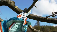 Drveće će ludo roditi: tajne proljetnog orezivanja