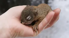 Kako spasiti mladunče vjeverice, a da mu ne naštetite: tri ključna koraka