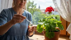 Geraniji i orhideje ožive za nekoliko tjedana — sve što je potrebno je jedna kap ovog domaćeg lijeka.
