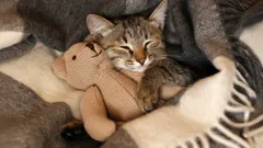 Hoće li mačka biti zahvalna što je spašena s ulice i što ima novi dom?