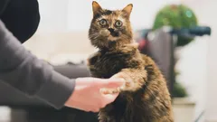 Tajna koju mačke ne žele otkriti: kako ih natjerati da vam daju šapu