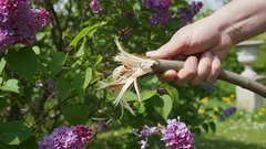 Je li moguće jednostavno lomiti grane jorgovana umjesto da ih orezujete i tako uštedjeti vrijeme? Odgovor bi vas mogao iznenaditi.