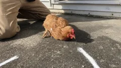 Zašto se kokoš zaleduje kad povučete liniju ispred njezina kljuna – i što se zapravo krije iza toga?