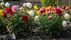 Nikada ovo ne sadite blizu ruža – uništit ćete grmlje, a da to ni ne primijetite.