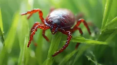 Krpelji na vikendici: što posaditi da ih držimo podalje