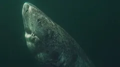 Grinlandski morski pas je stariji od Sjedinjenih Američkih Država: kako jedan morski grabežljivac može živjeti više od 400 godina