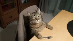 Je li vaša mačka zauzela vaš stolac? Evo zašto je loša ideja otjerati je.