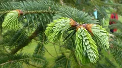 Zašto su borove iglice pod nogama najbolje gnojivo o kojem nikada niste znali